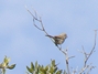 Black-chinned Sparrow - Juvenile