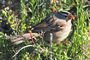White-crowned Sparrow - Gambell's Form
