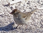 White-crowned Sparrow - immature