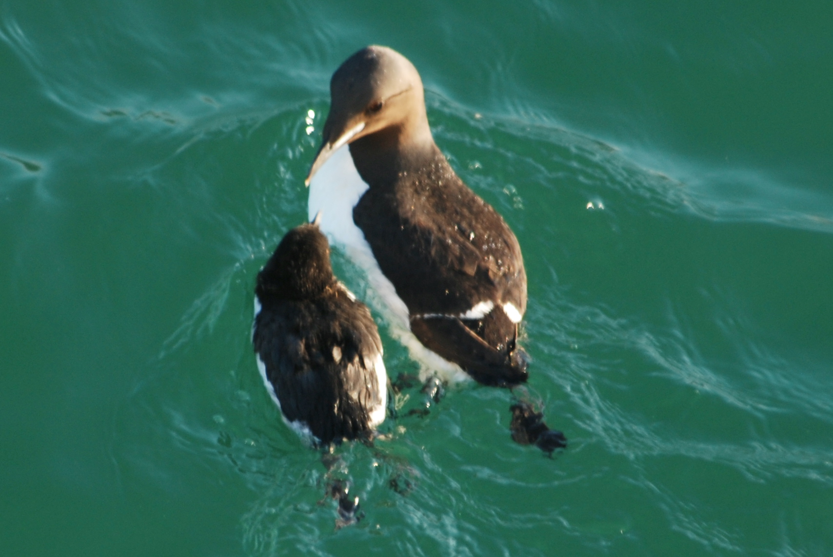 Click picture to see more Brunnich's Guillemots (Thick-billed Murres).
