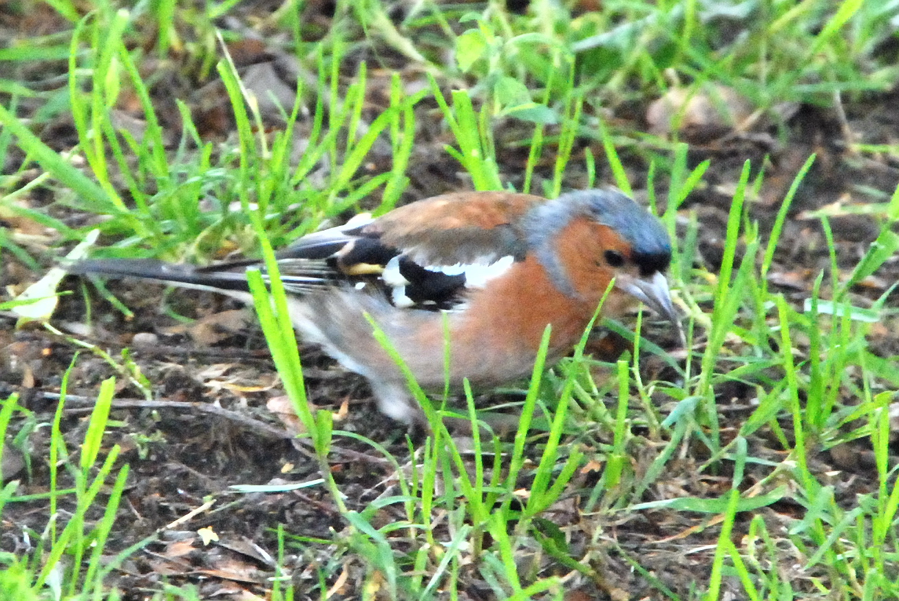 Click picture to see more Common Chaffinches.