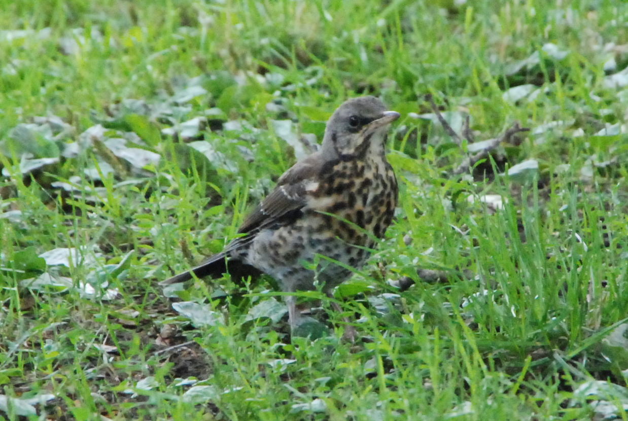 Click picture to see more Fieldfares.
