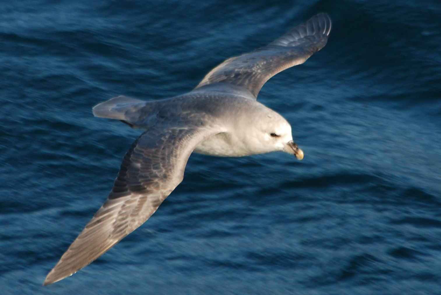 Click picture to see more Northern Fulmars.