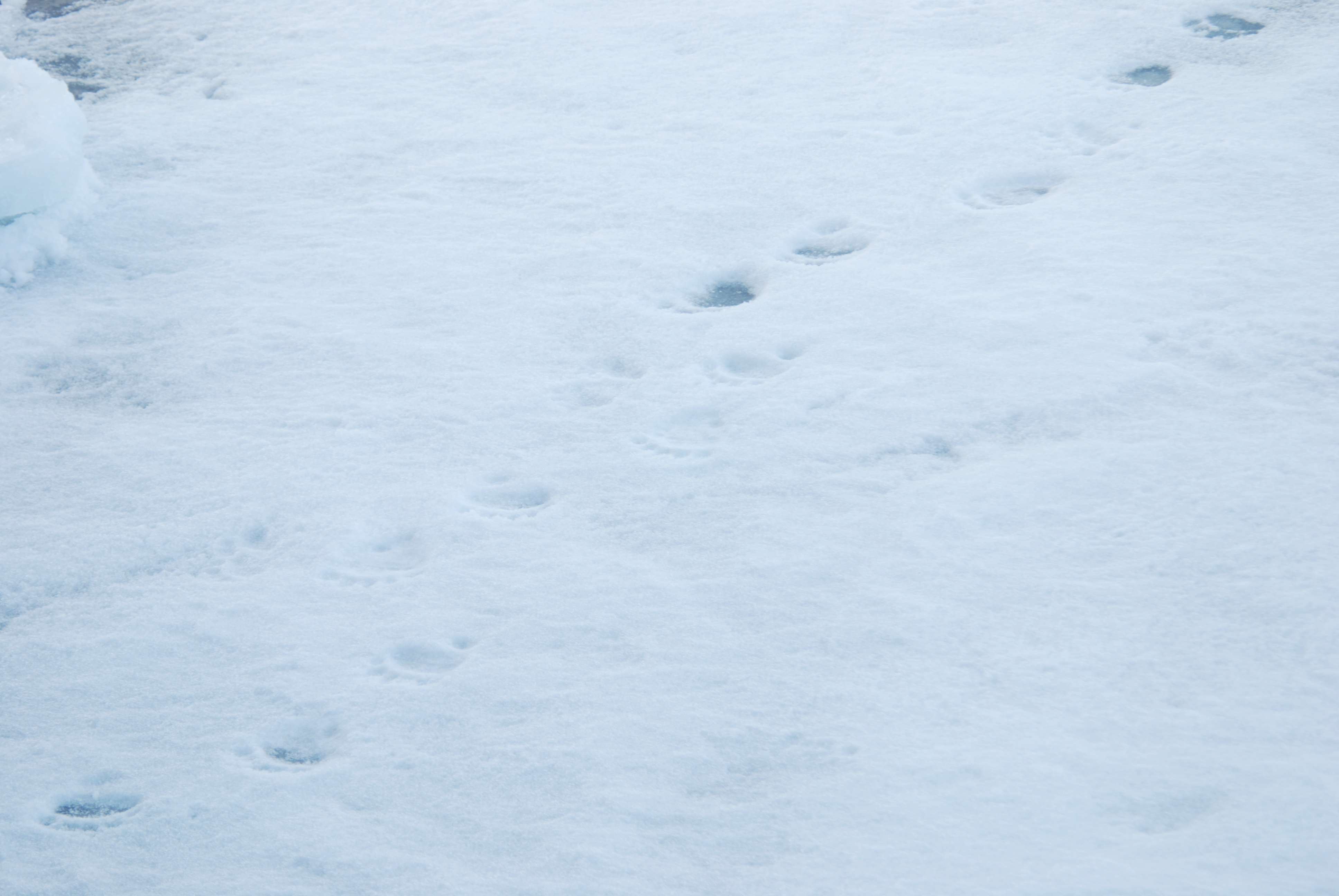 Polar Bear - Footprints
