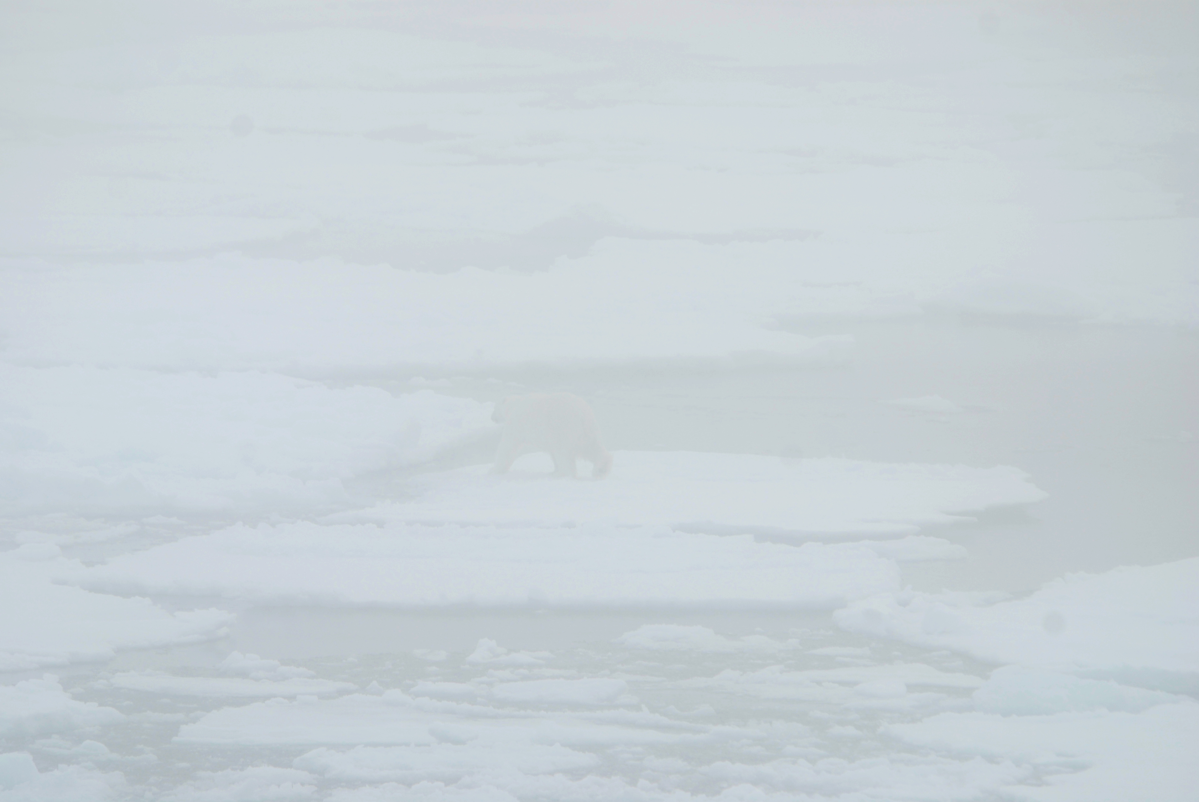 Polar Bear - Pack Ice - Kvitoya Area