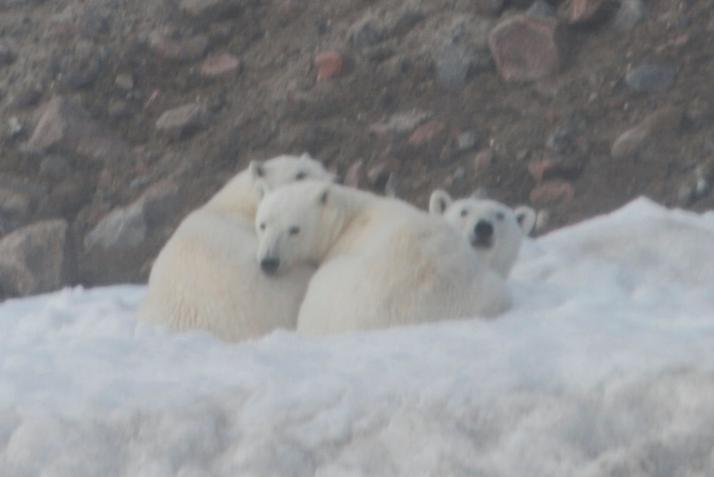 Polar Bears - Isisoya