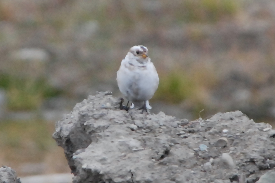 Click picture to see more Snow Buntings.