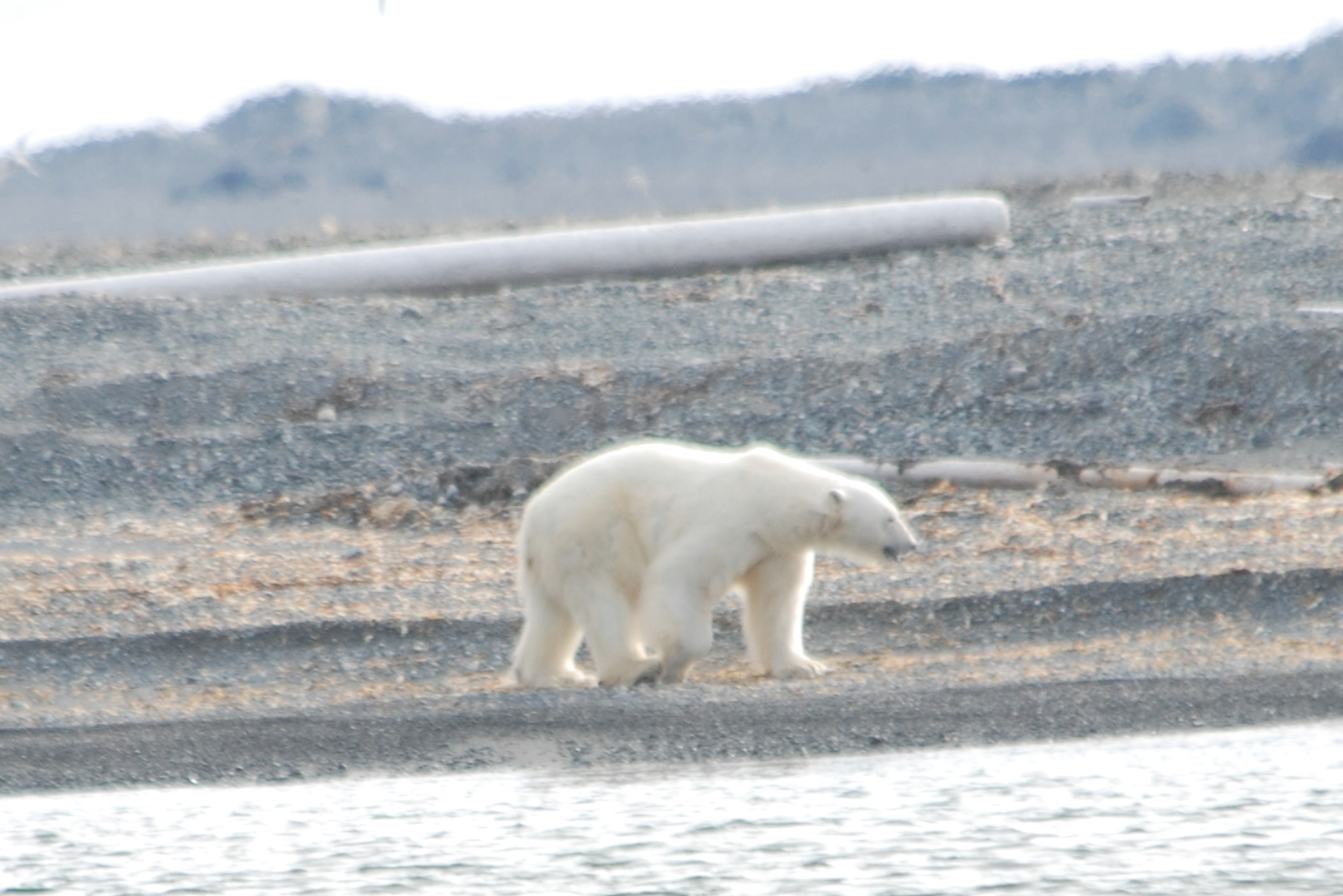 Polar Bear - Storoya
