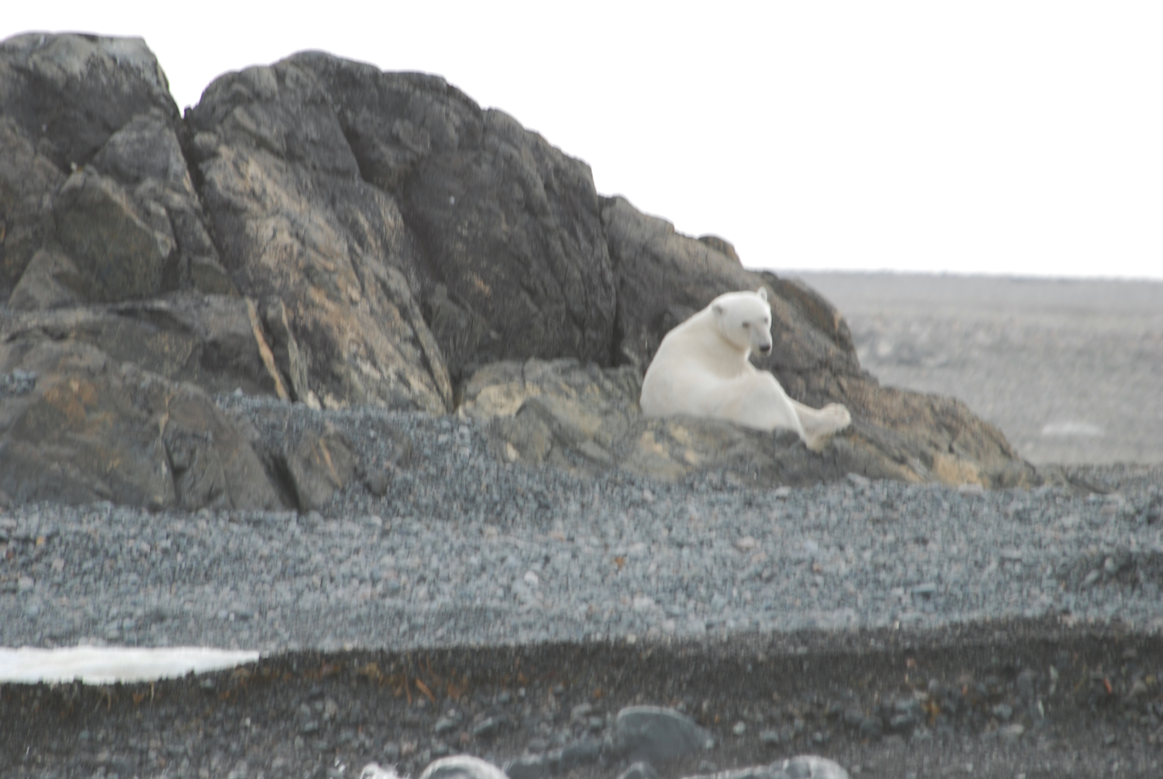 Polar Bear - Storoya