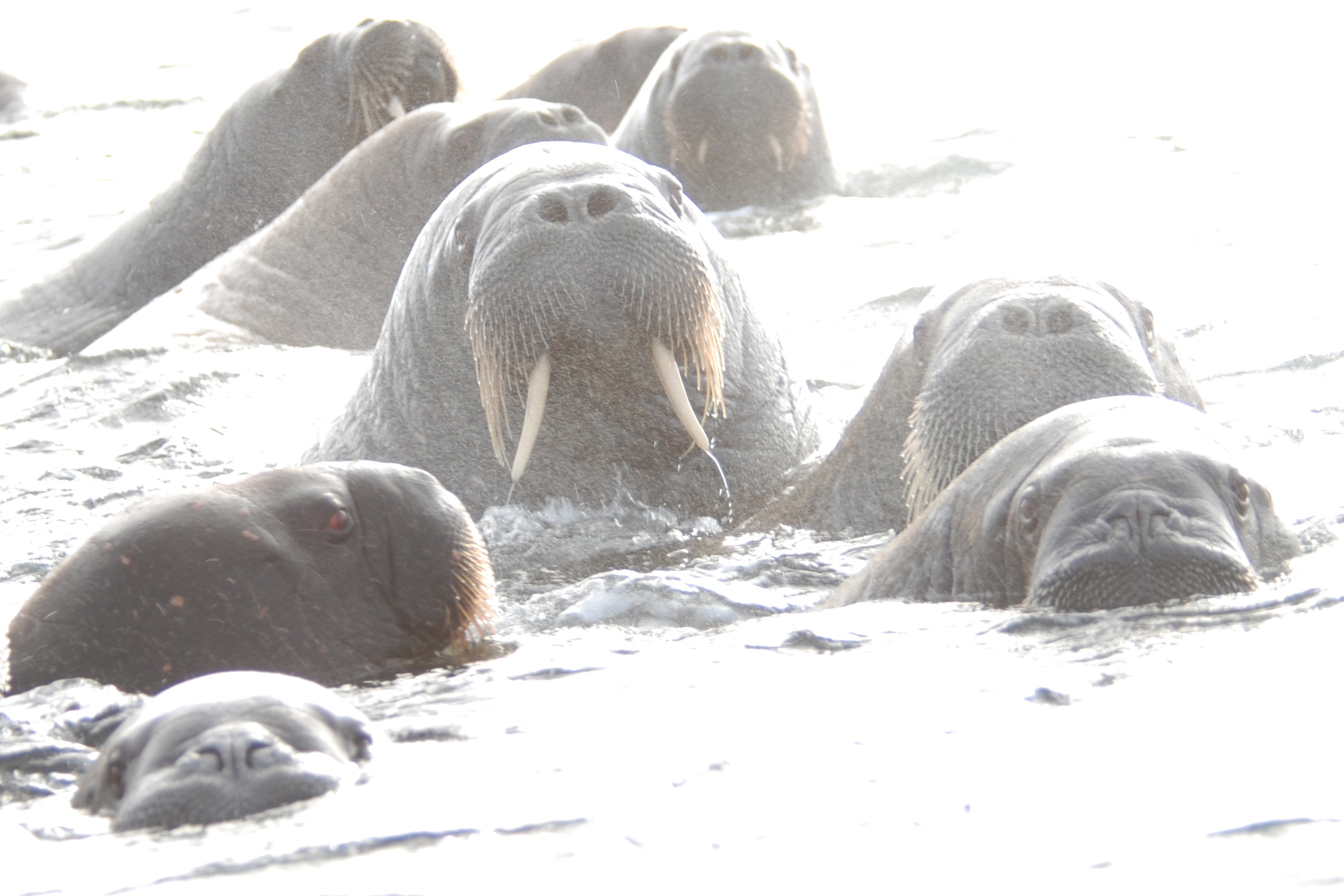 Walruses - Storoya