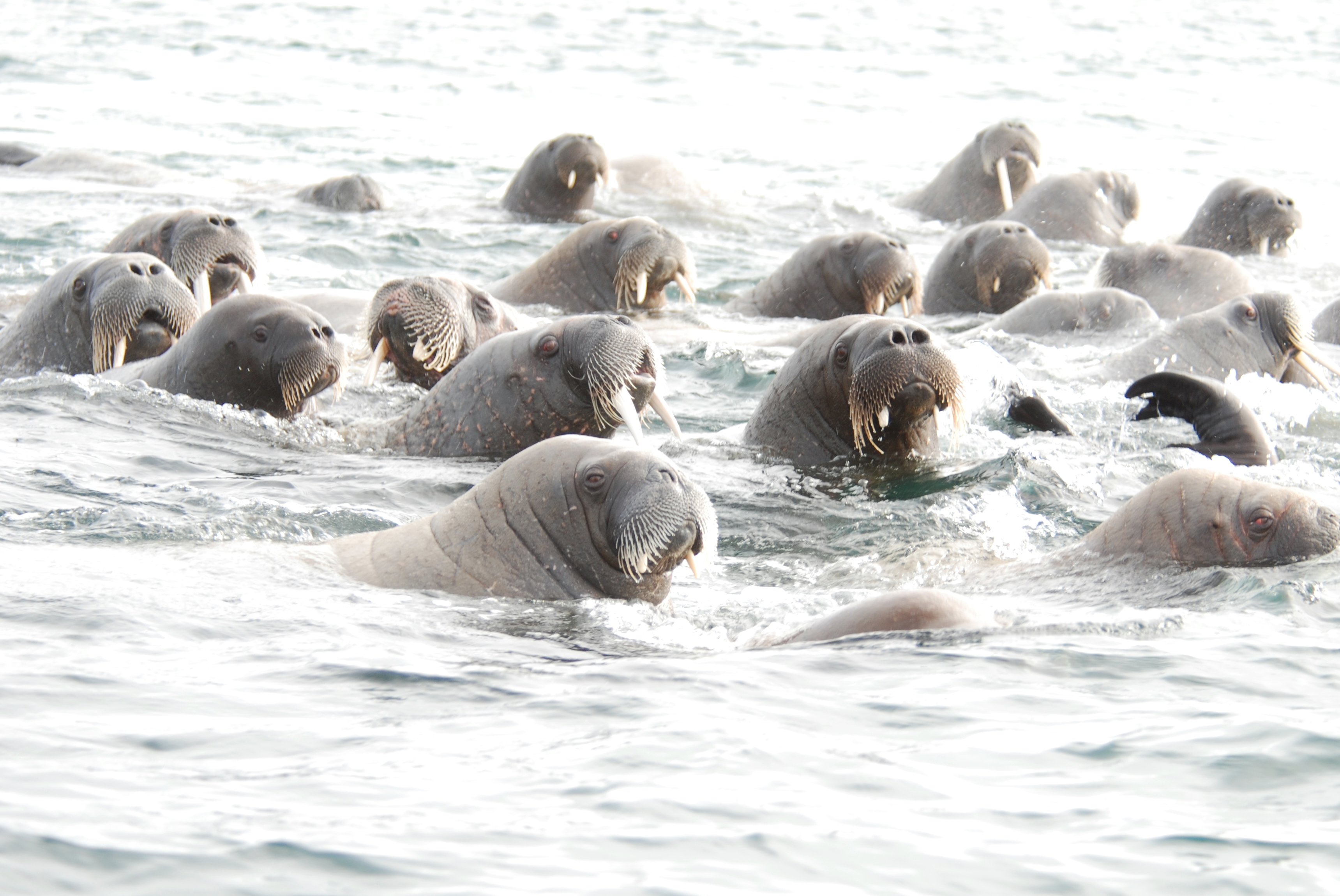 Walruses - Storoya
