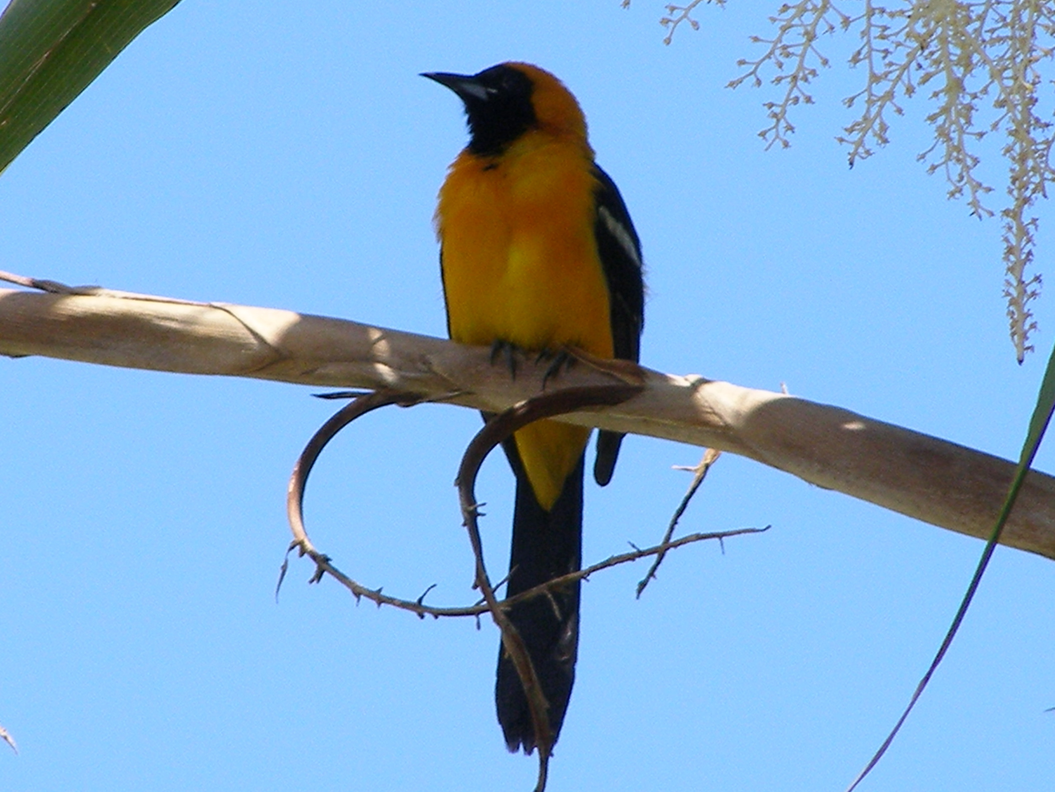 Click picture to see more Orange Orioles.