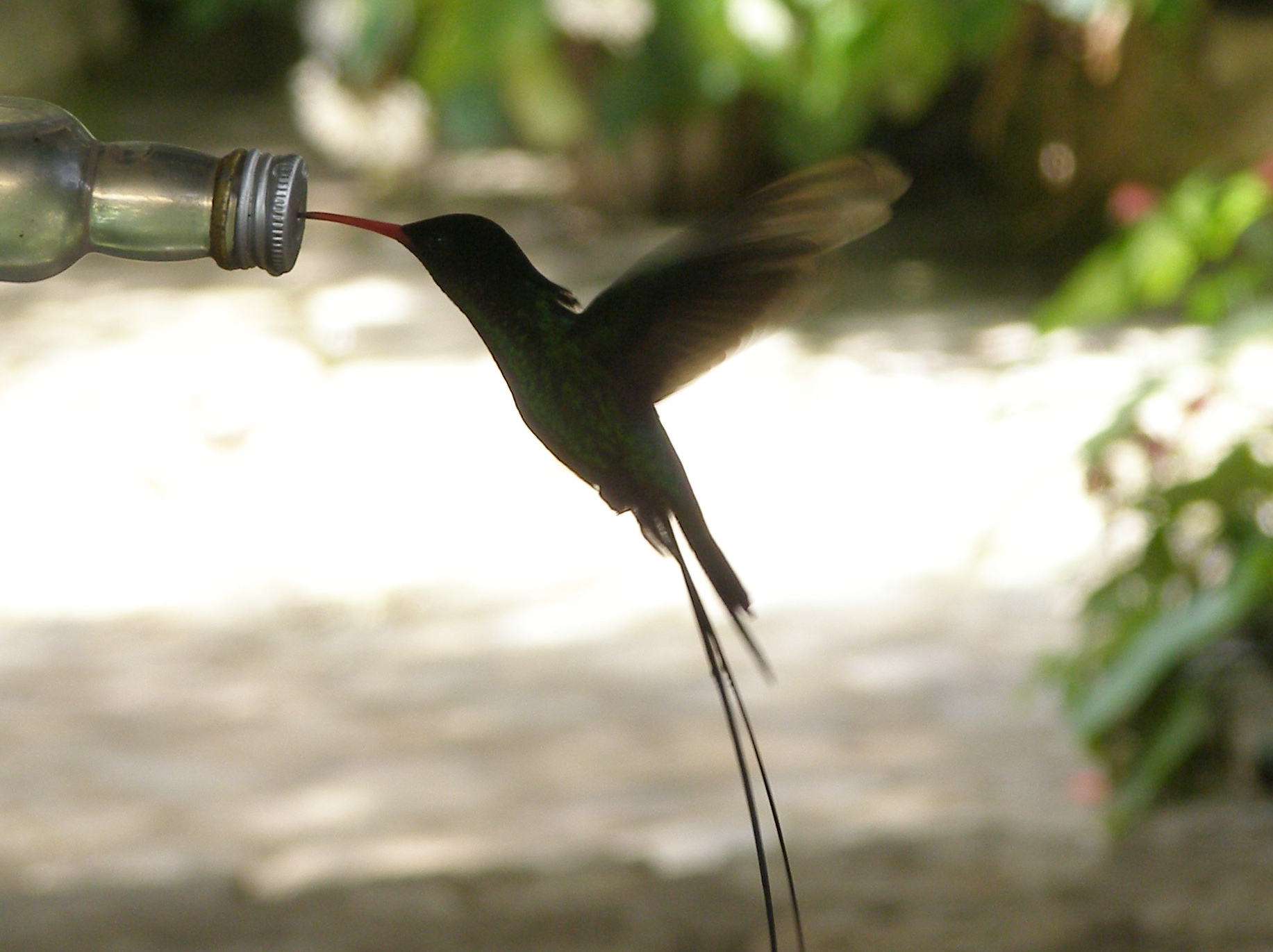 Click picture to see more Reb-billed Streamertails.