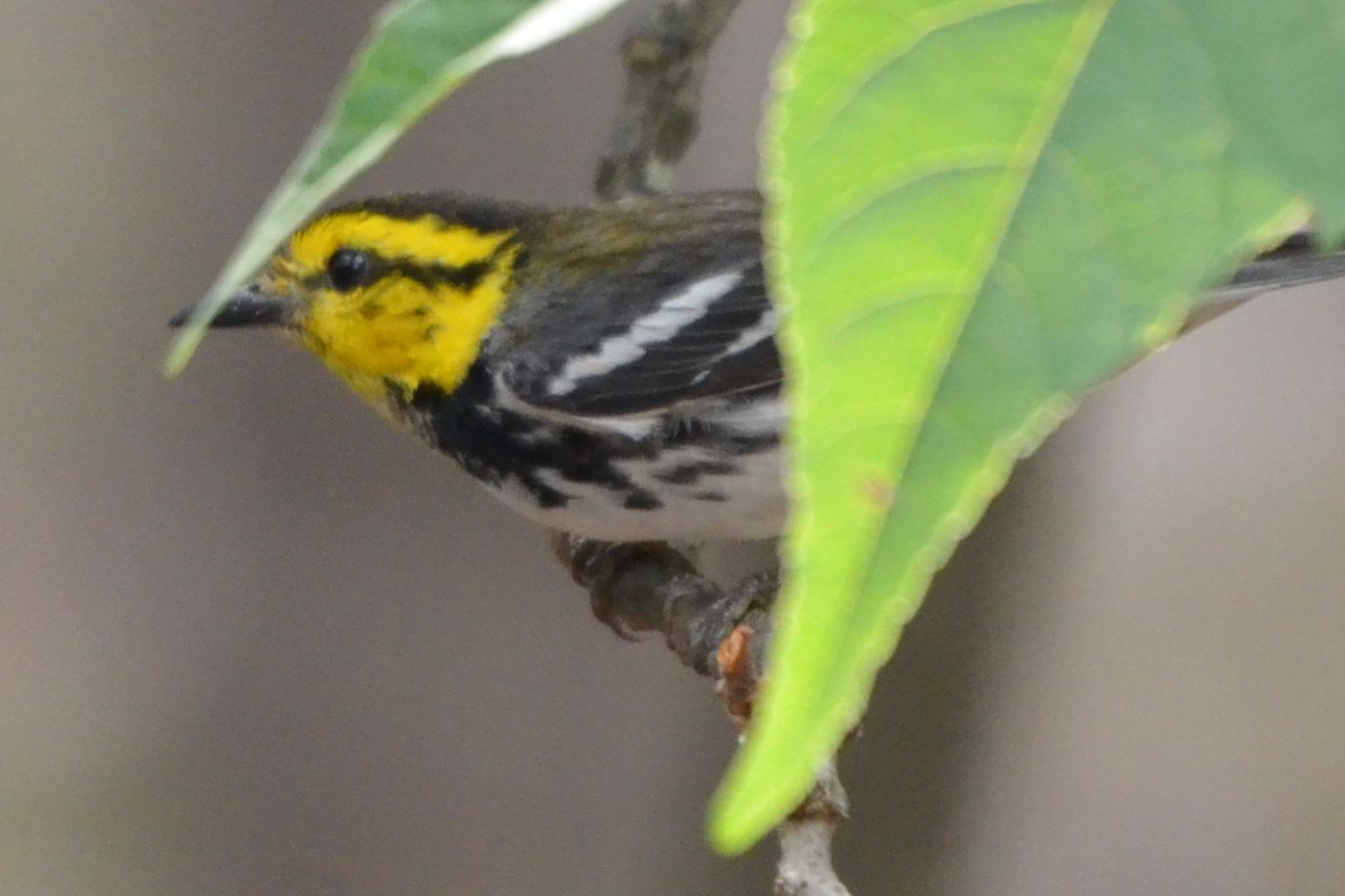 Click picture to see more Golden-cheeked Warblers.