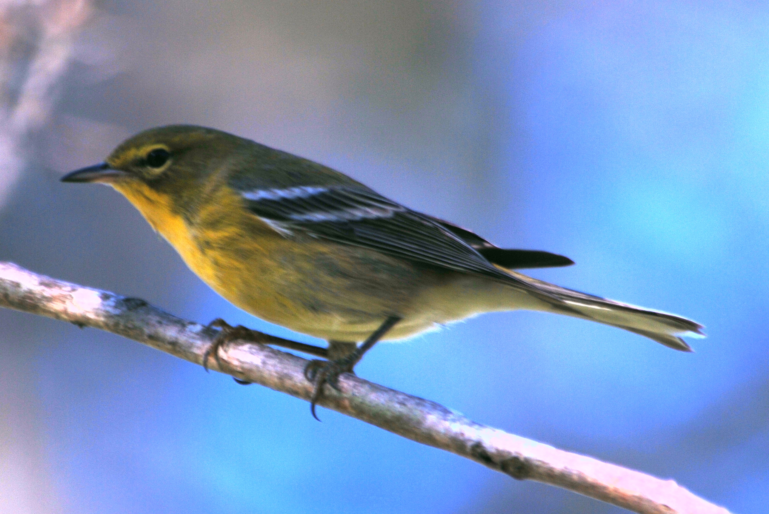 Click picture to see more Pine Warblers.