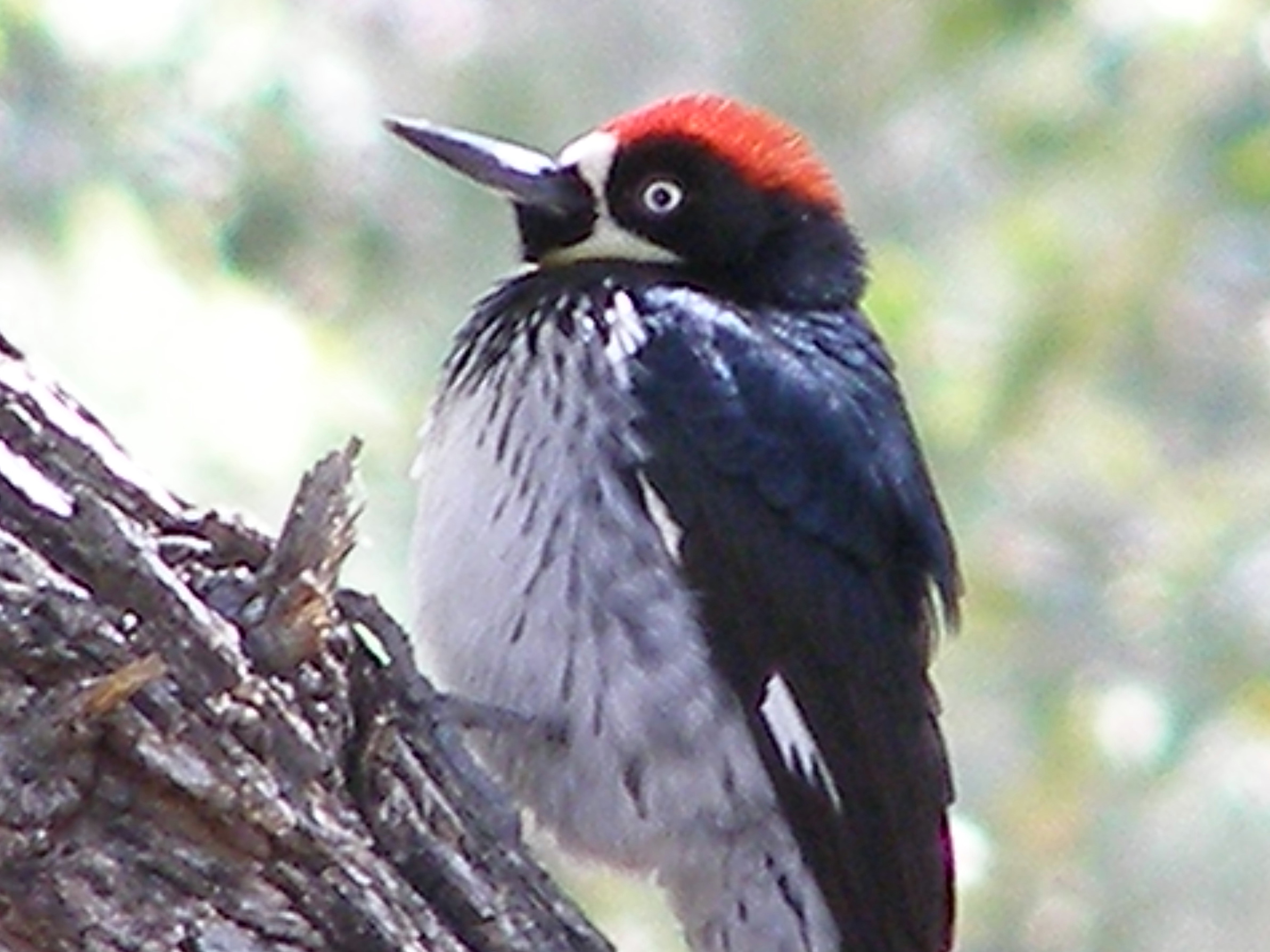 Click picture to see more Acorn Woodpeckers.