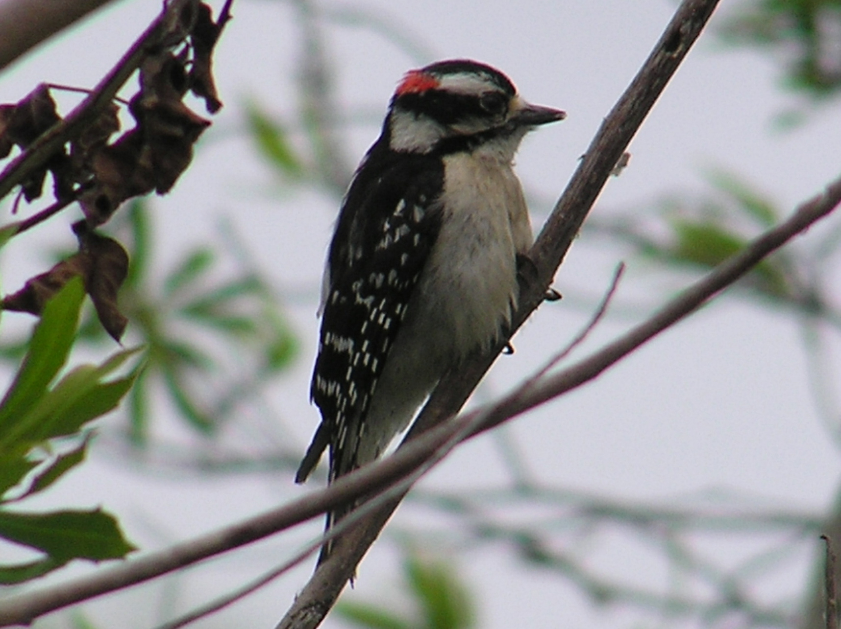 Click picture to see more Downy Woodpeckers.
