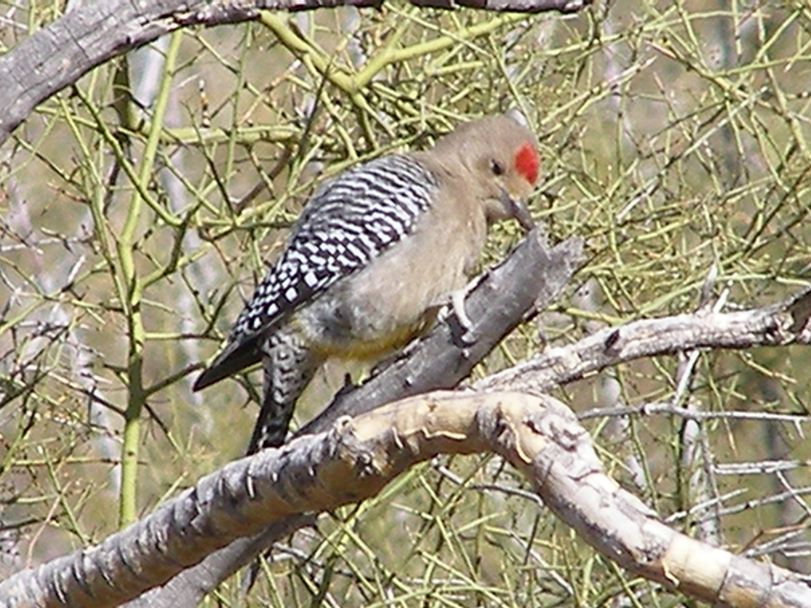 Click picture to see more Gila Woodpeckers.