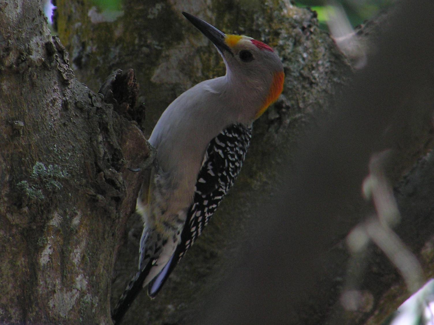 Click picture to see more Golden-fronted Woodpeckers.