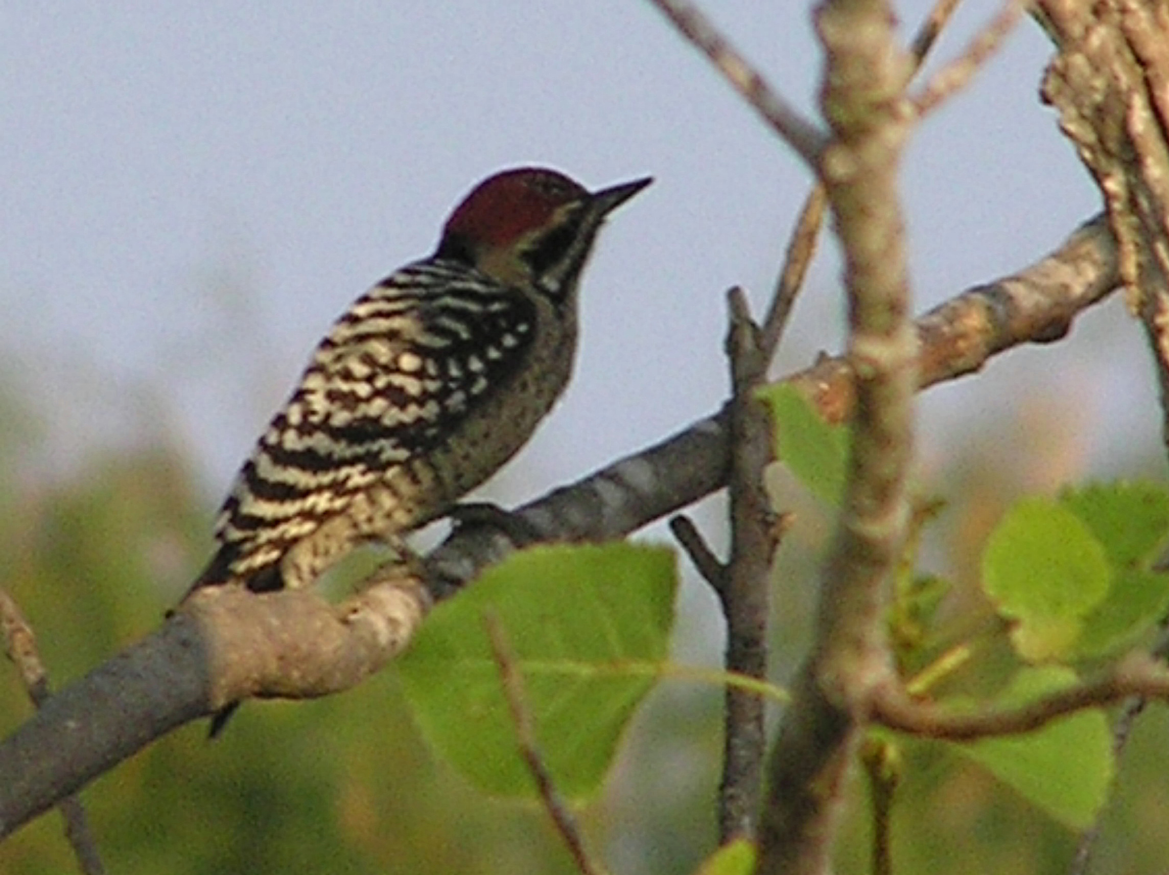 Click picture to see more Ladder-backed Woodpeckers.