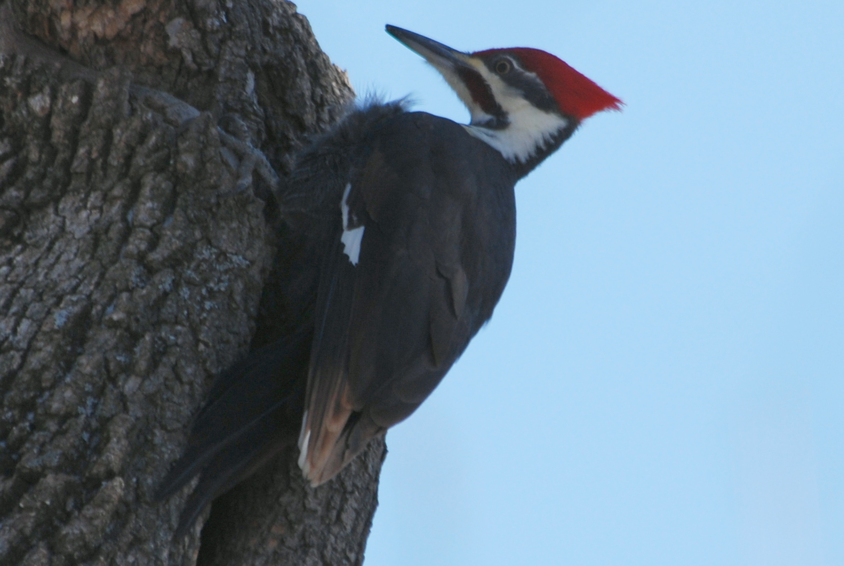 Click picture to see more Pileated Woodpeckers.