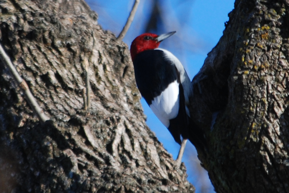 Click picture to see more Red-headed Woodpeckers.