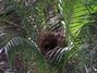Rufous-naped Wren - Nest