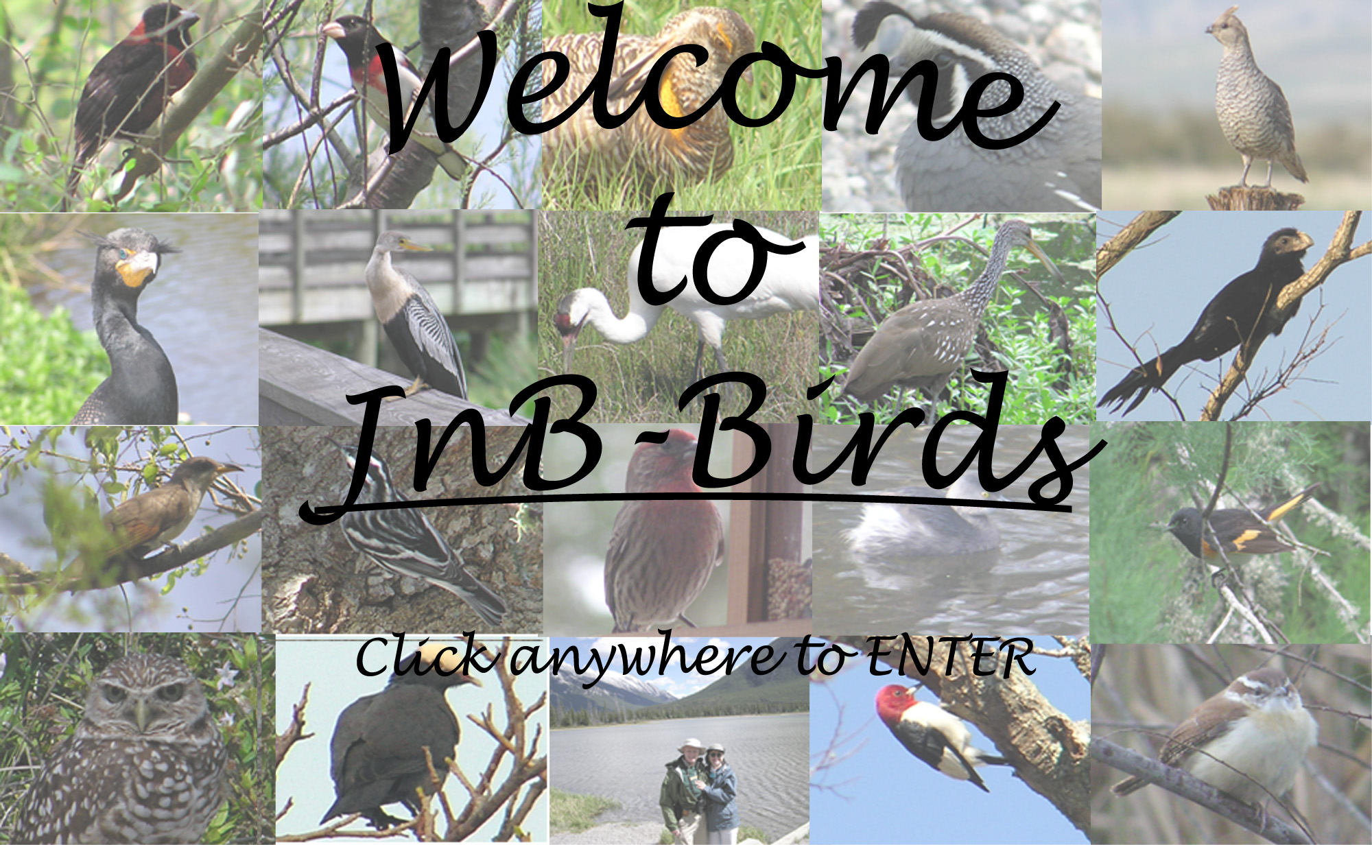 Click anywhere in the picture to ENTER Jnb-Birds.
