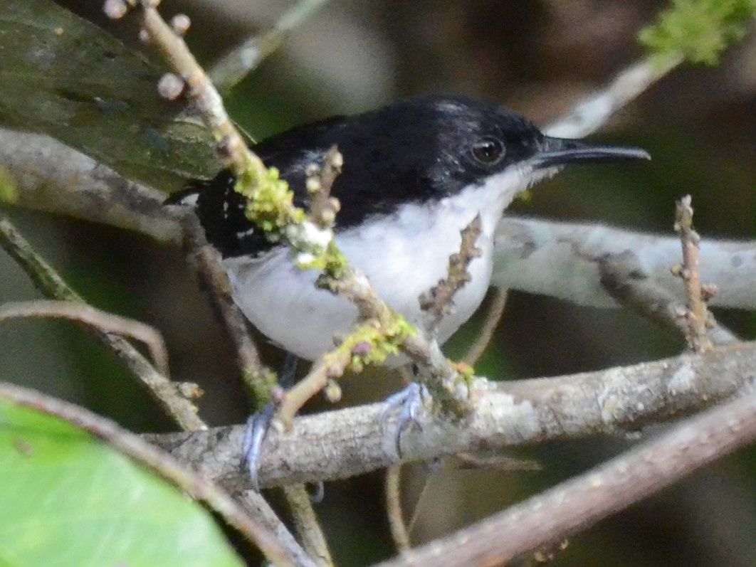 Click picture to see more Black-and-white Antbirds.