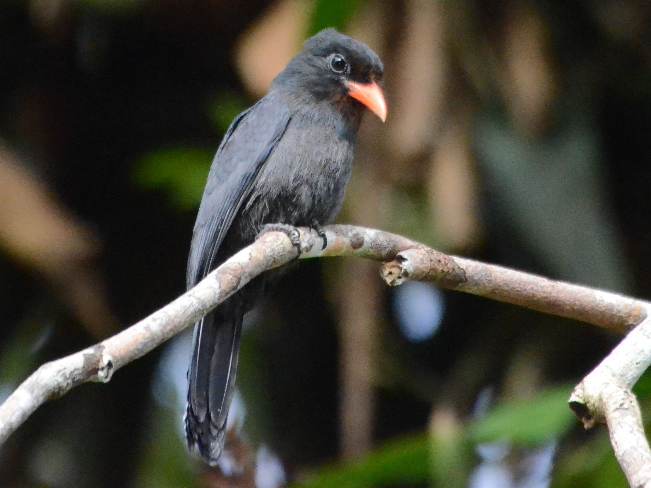 Click picture to see more Black-fronted Nunbirds.