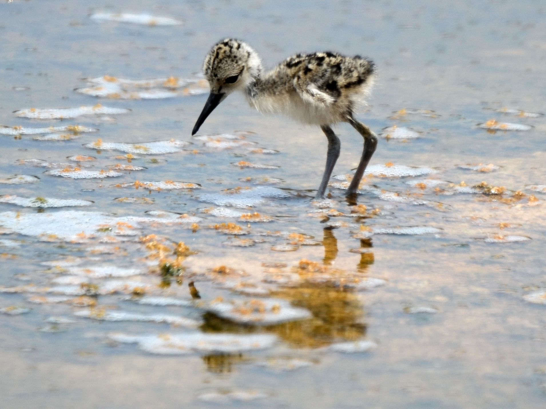 Click picture to see more Black-necked Stilts.