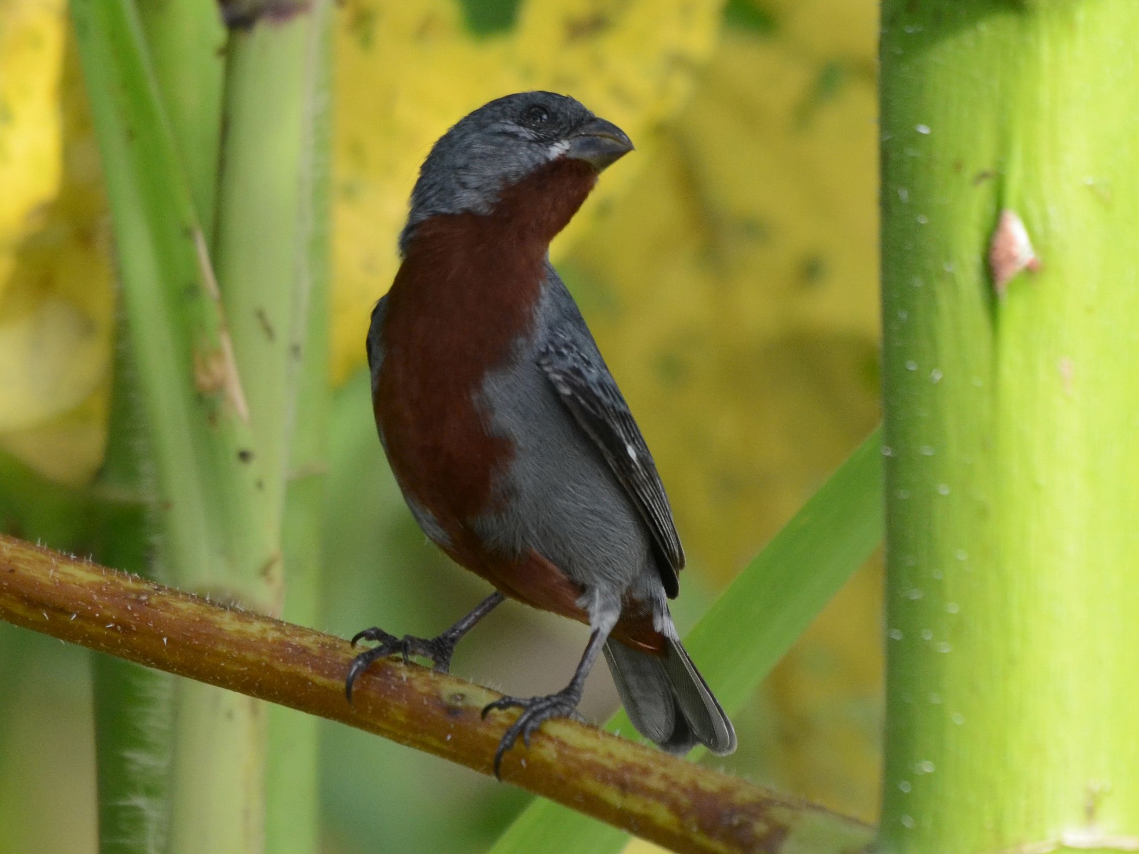 Click picture to see more Chestnut-bellied Seedeaters.