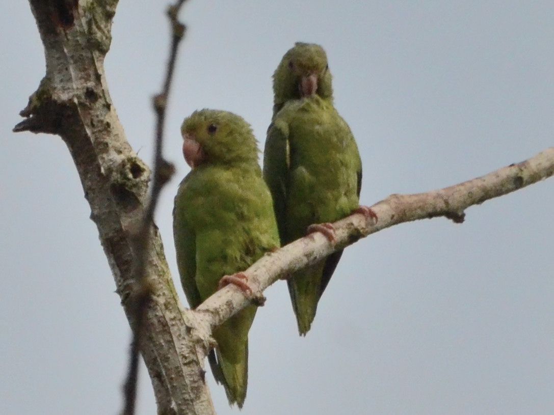 Click picture to see more Cobalt-winged Parakeets.