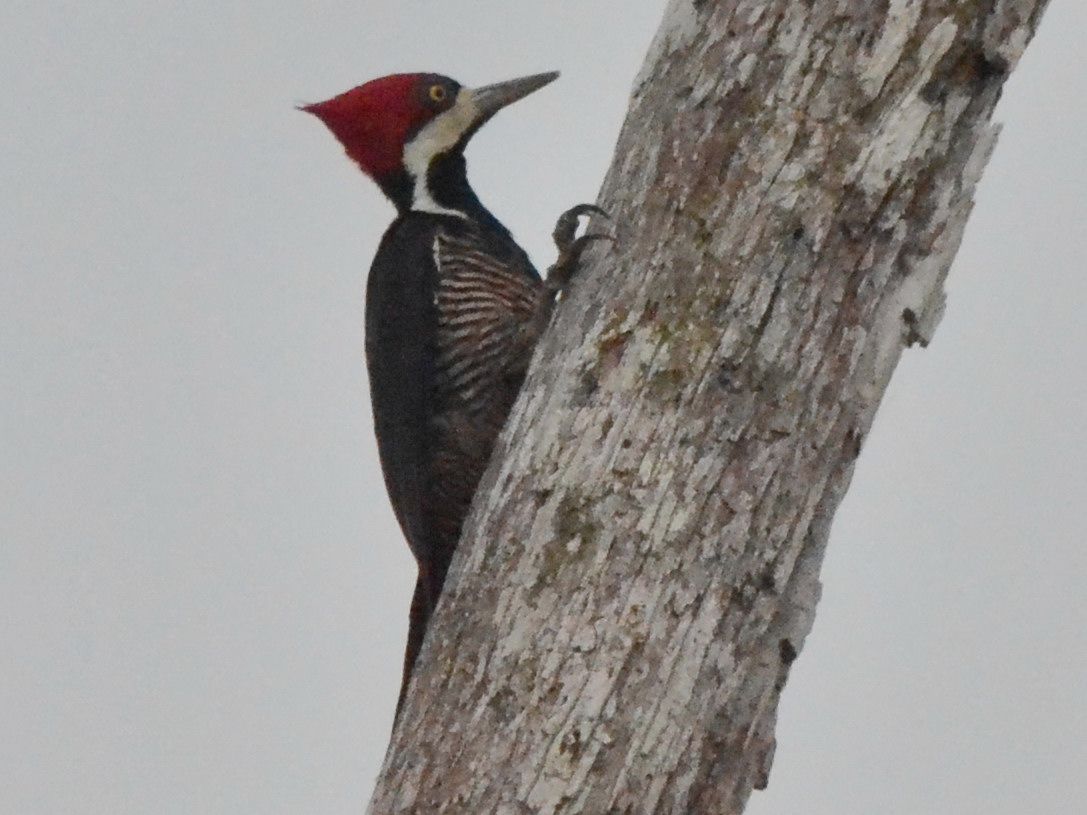 Click picture to see more Crimson-crested Woodpeckers.