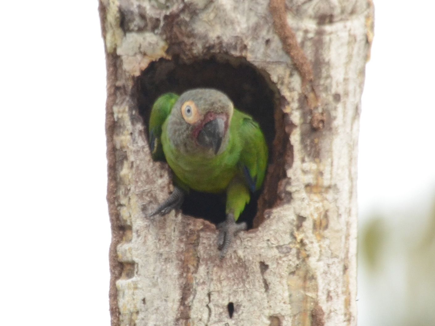 Click picture to see more Dusky-headed Parakeets.