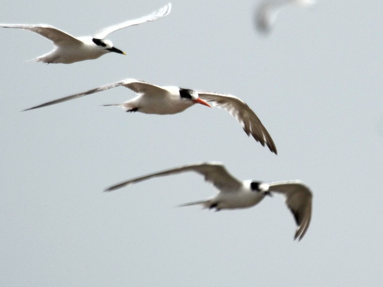 Click picture to see more Elegant Terns.