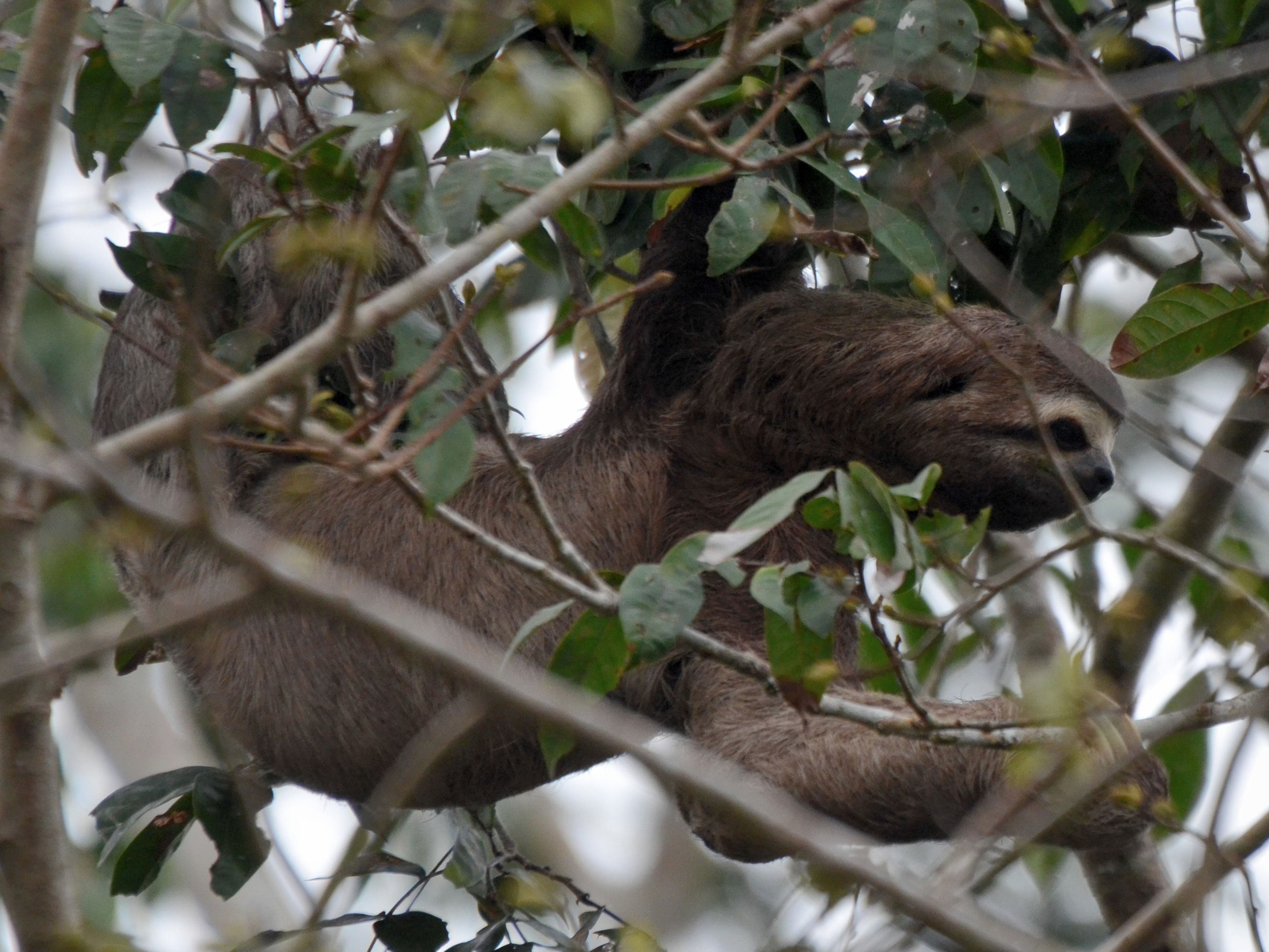 Click picture to see more Brown-throated Three-toed Sloths.