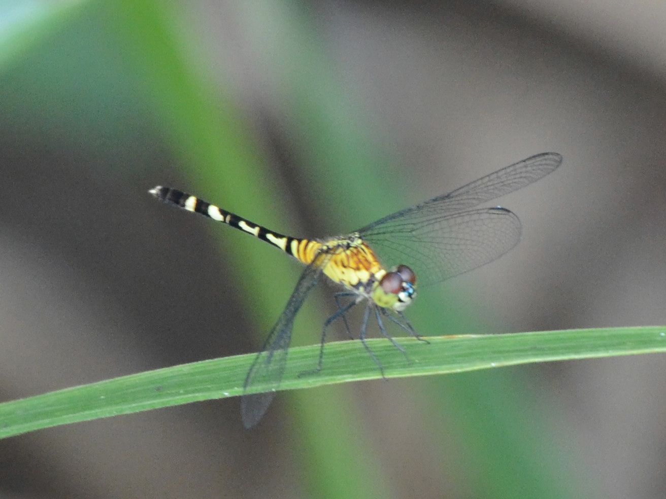 Click picture to see more Dragonflies.
