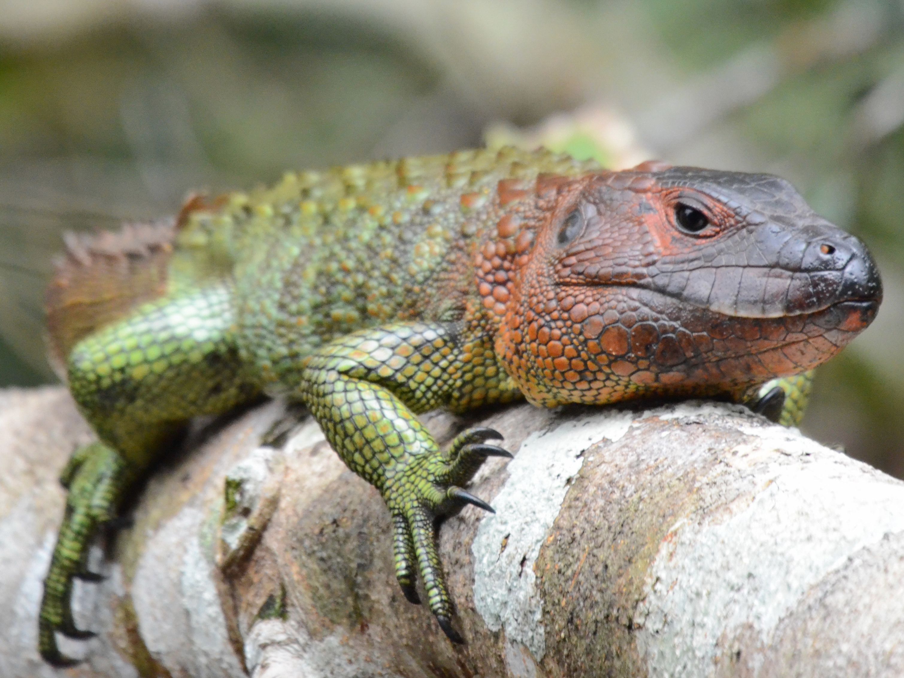 Click picture to see more Green Caiman Lizards.