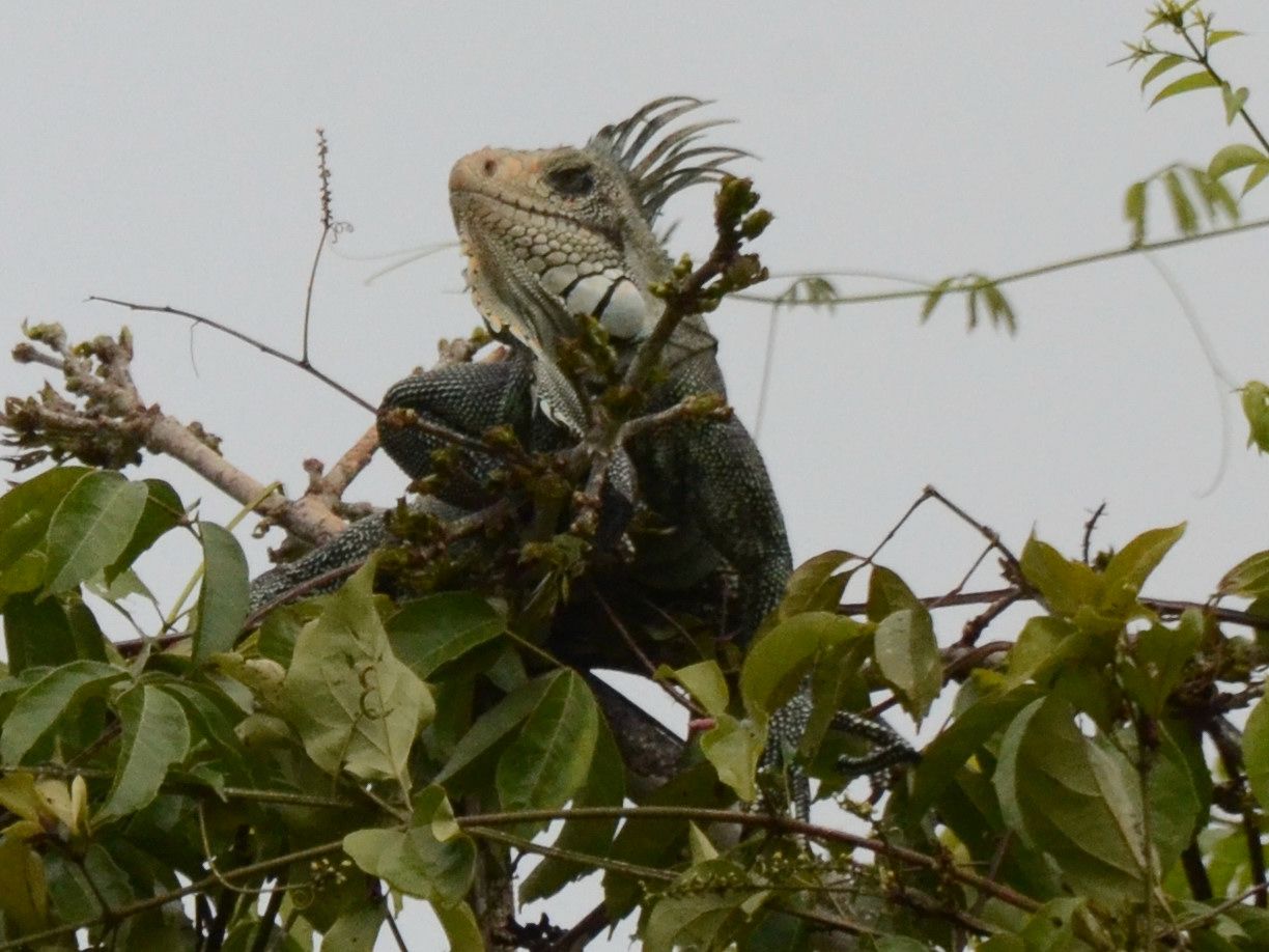 Click picture to see more Green Iguanas.