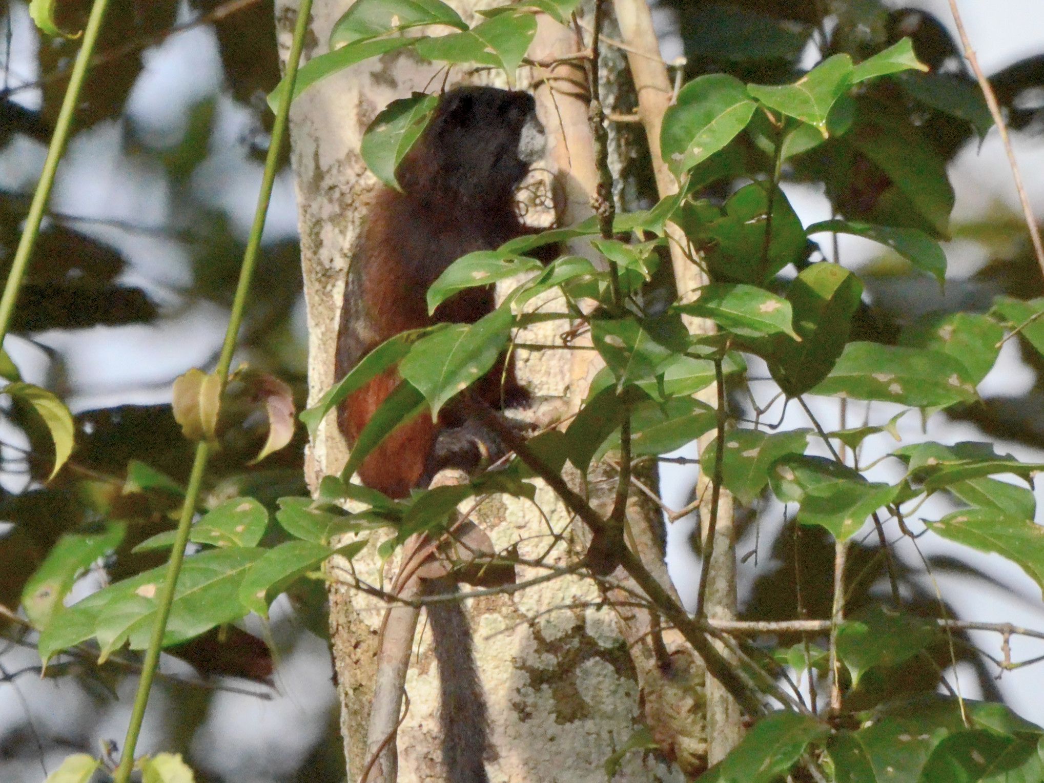 Click picture to see more Saddleback Tamarins.