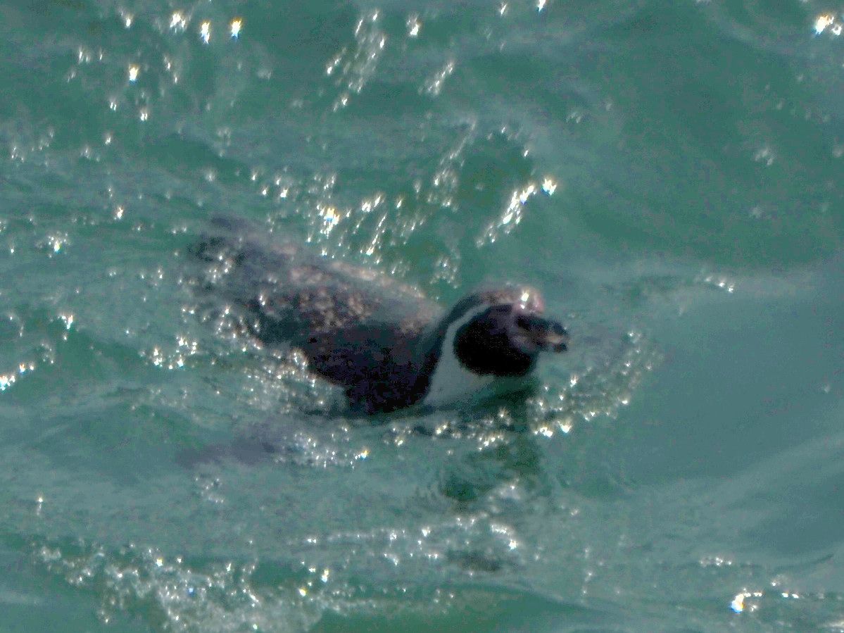 Click picture to see more Humboldt Penguins.