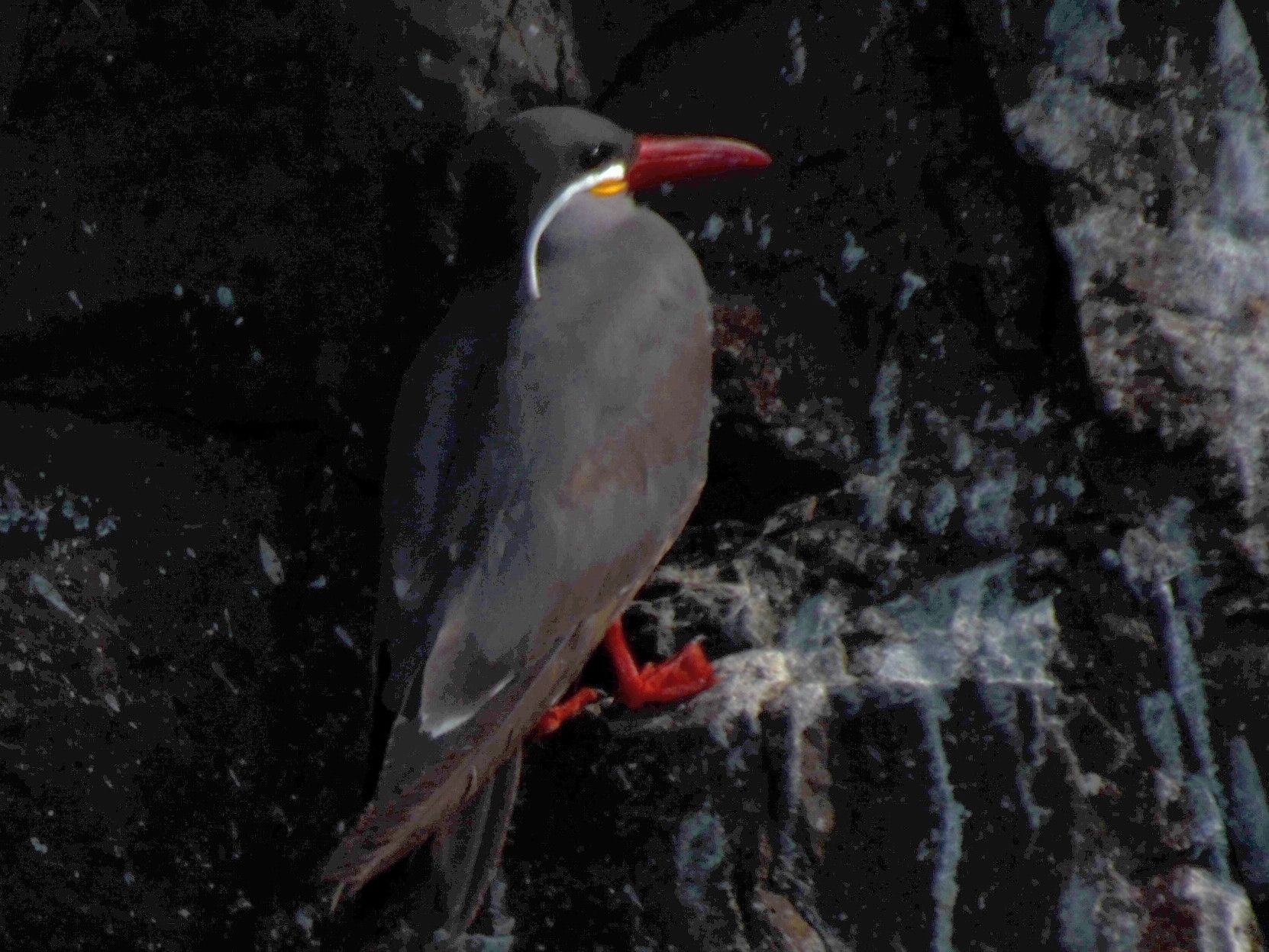 Click picture to see more Inca Terns.