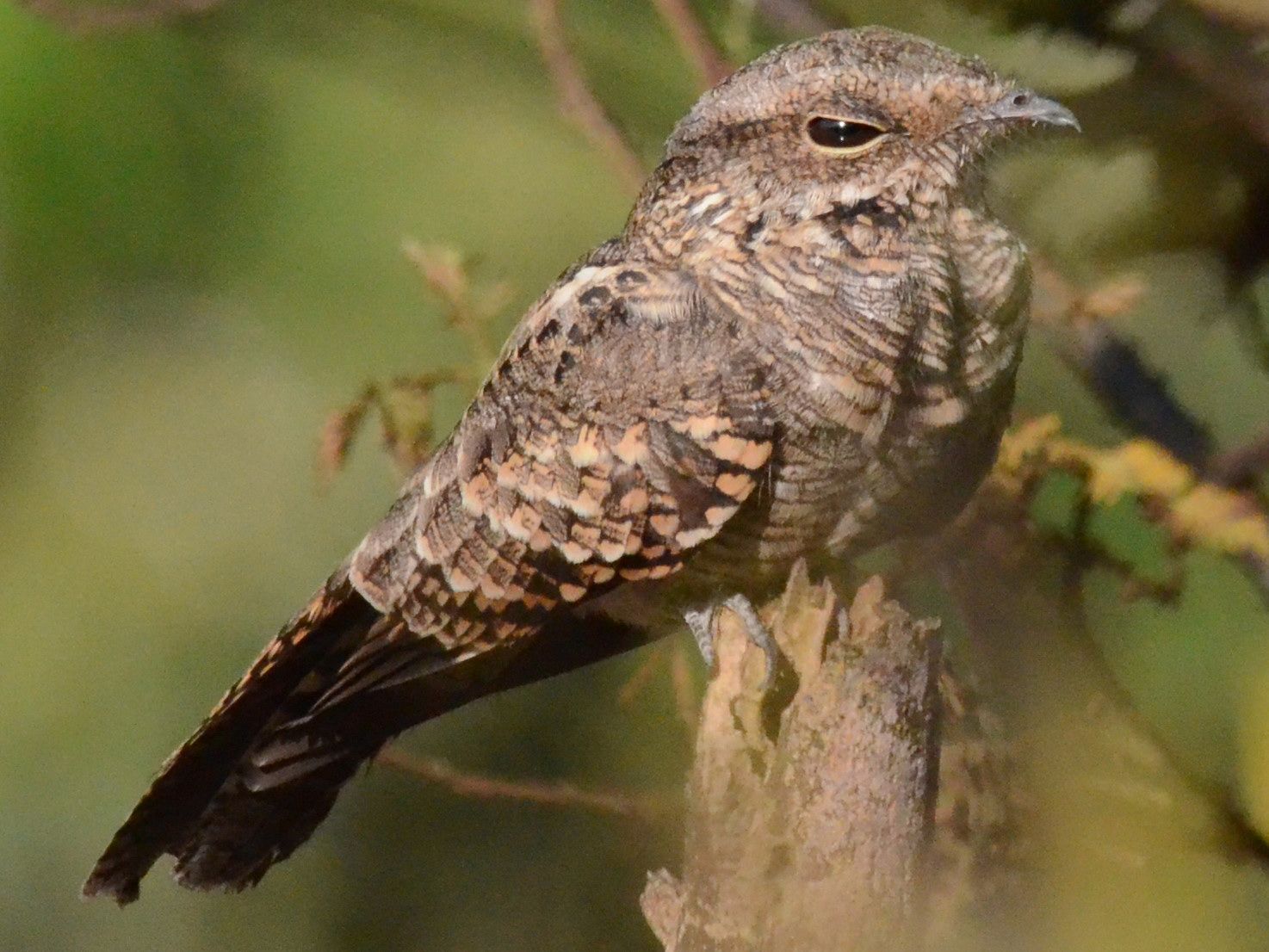 Click picture to see more Ladder-tailed Nightjars.
