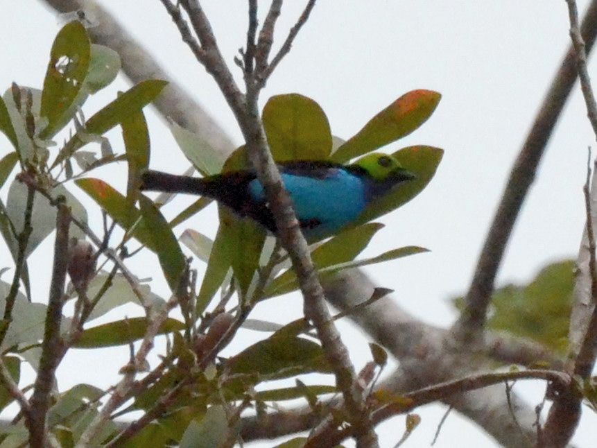 Click picture to see more Paradise Tanagers.