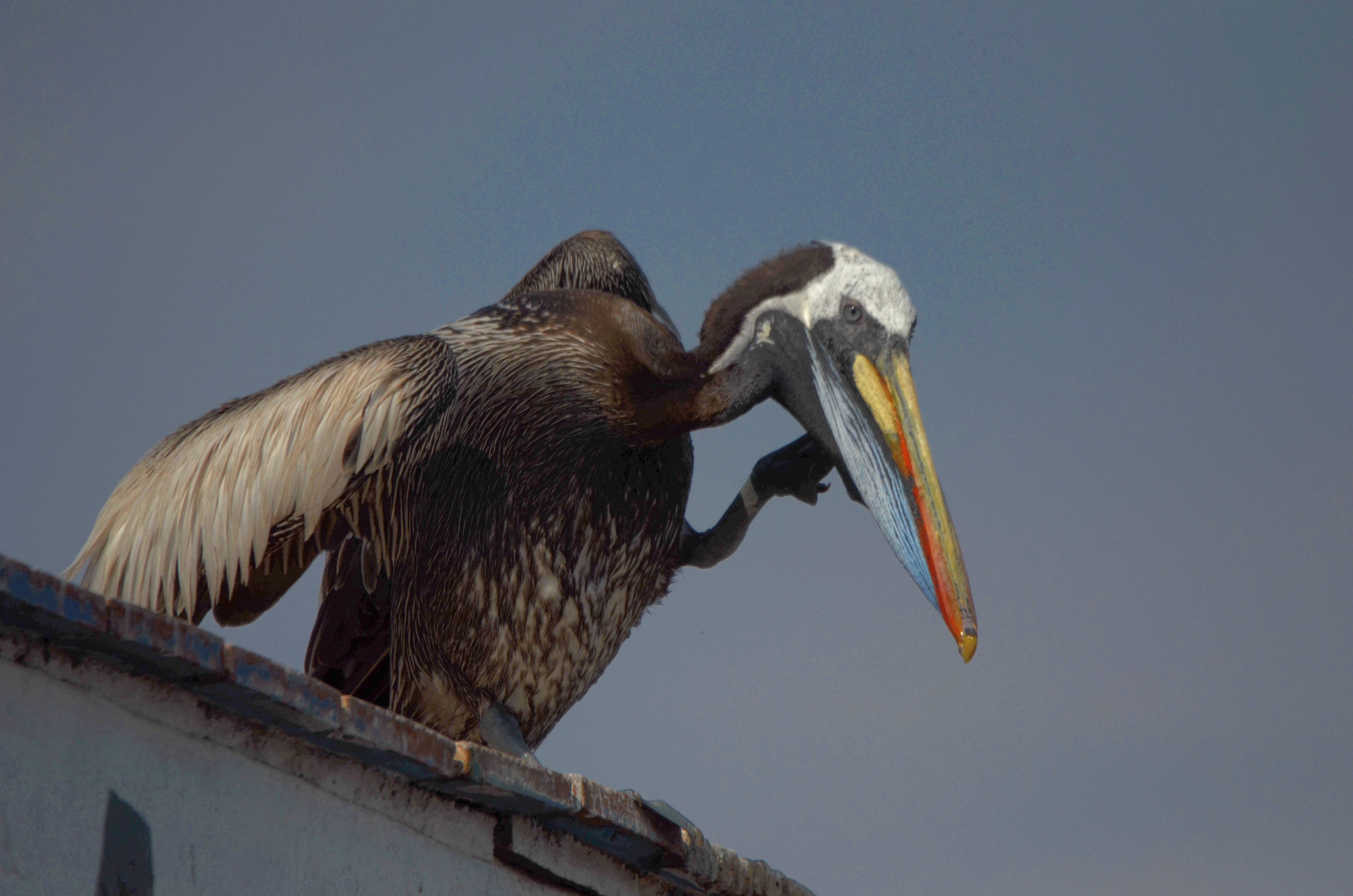 Click picture to see more Peruvian Pelicans.