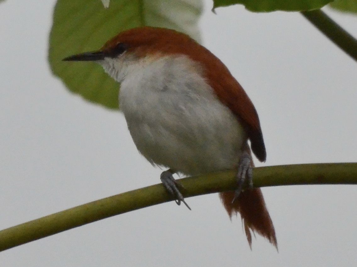 Click picture to see more Red-and-white Spinetails.