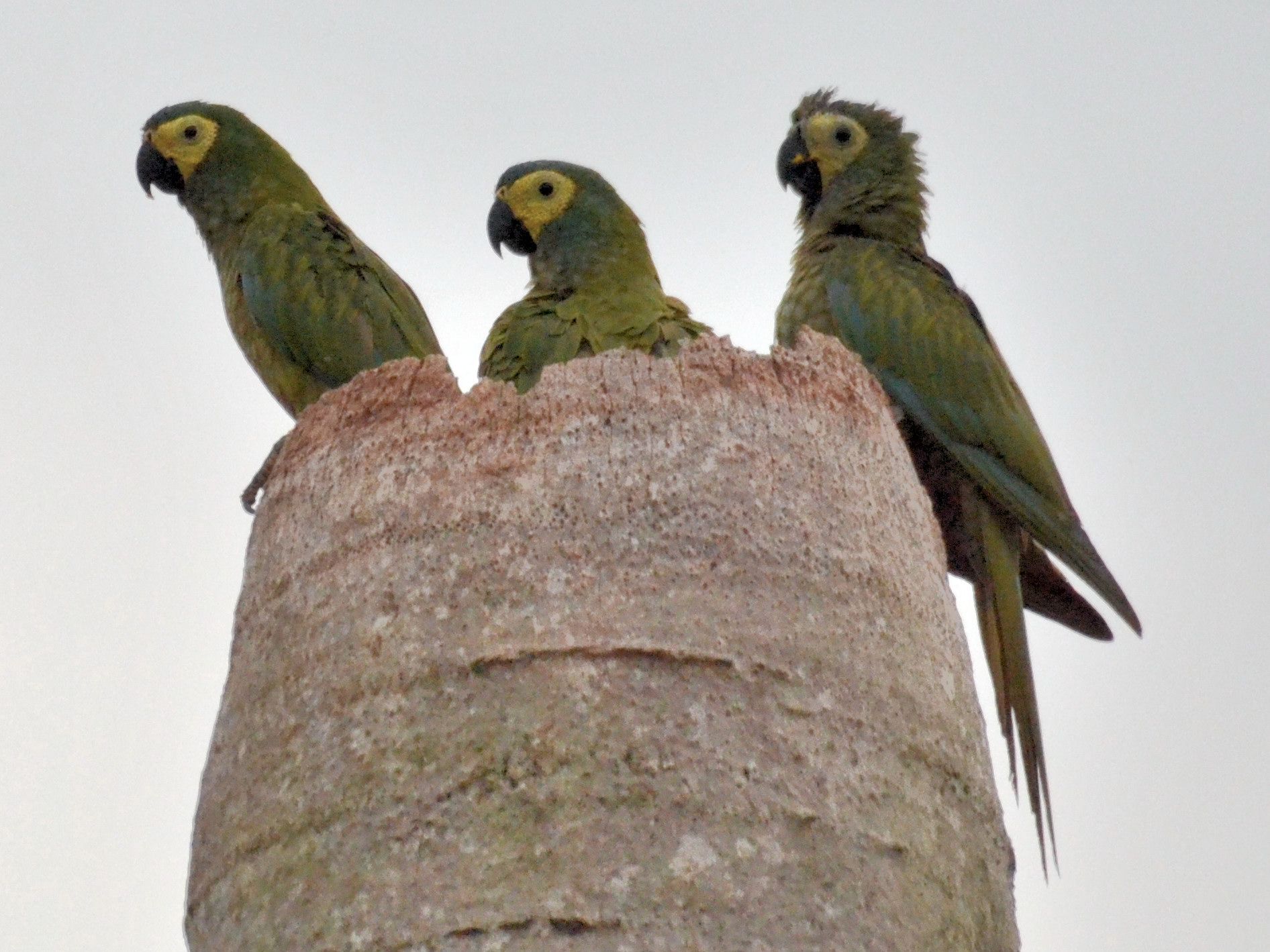 Click picture to see more Red-bellied Macaws.
