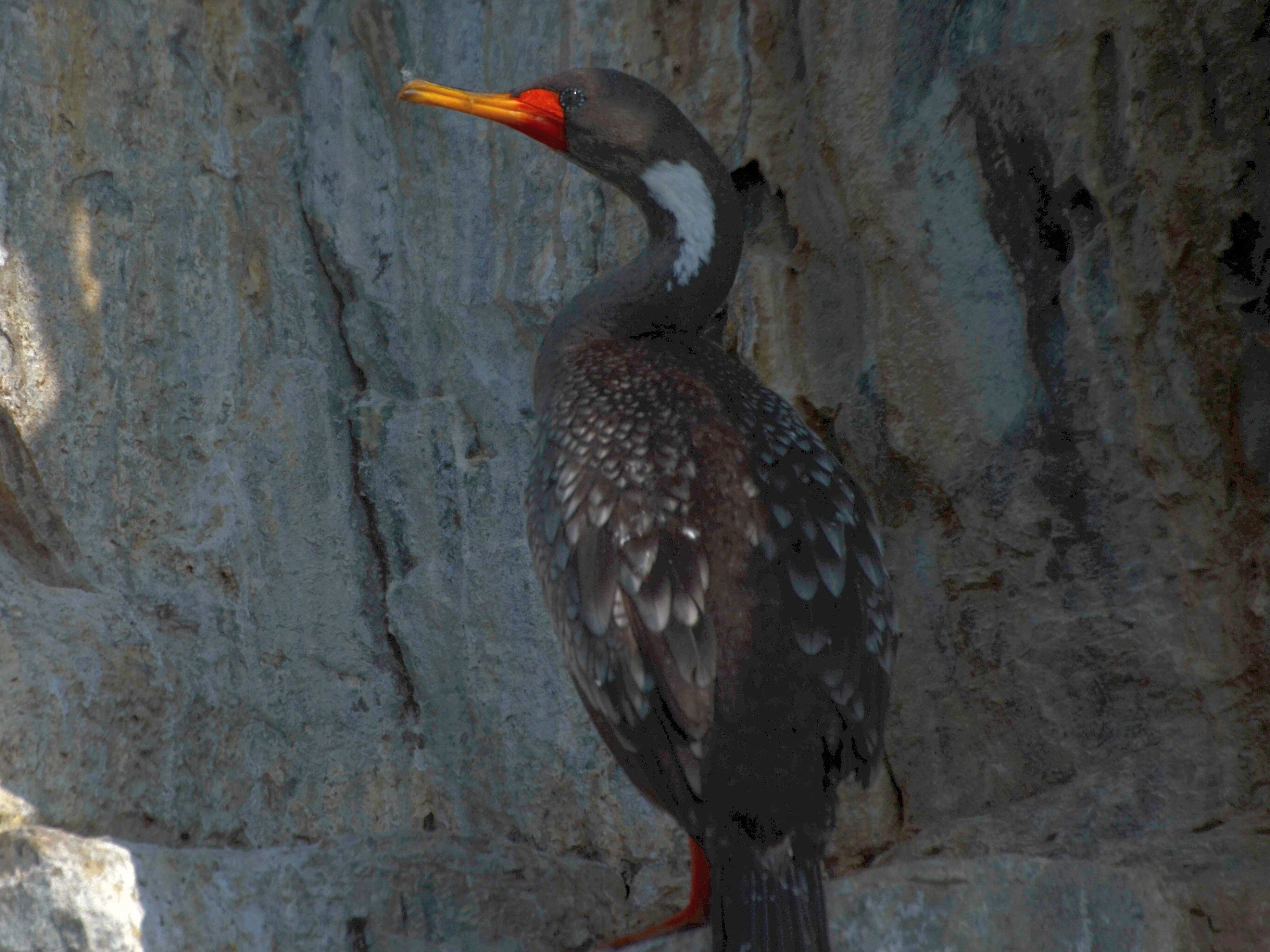 Click picture to see more Red-legged Cormorants.