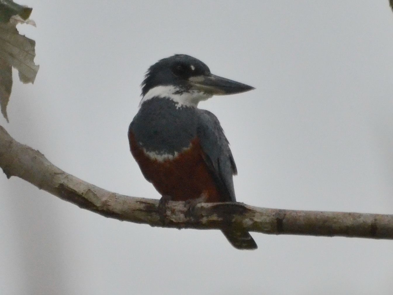 Click picture to see more Ringed Kingfishers.